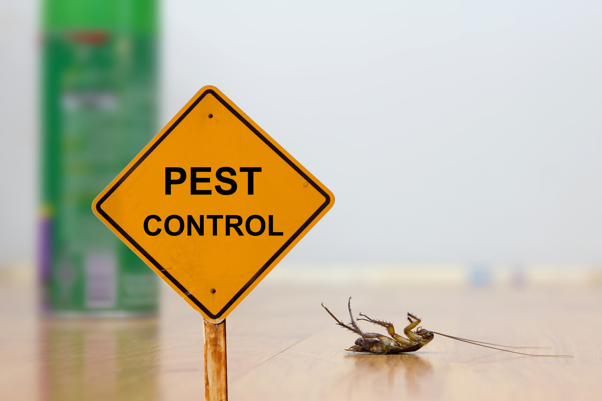 Should You Choose Professional or Do-It-Yourself Pest Control?