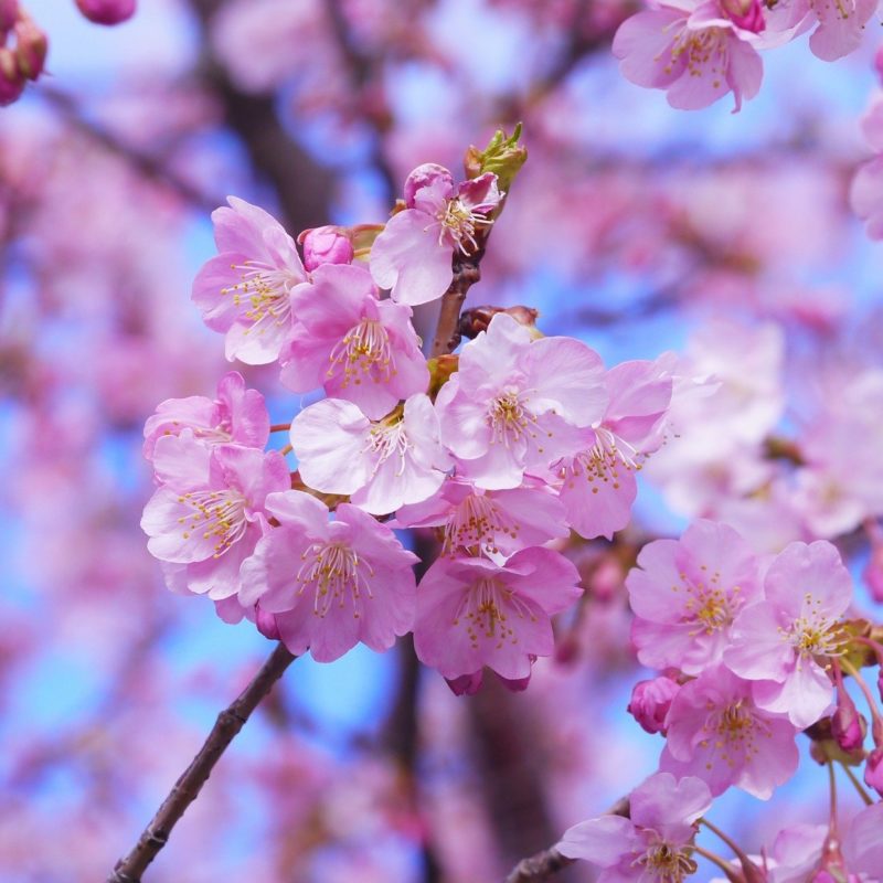 The Cherry Blossom Festival is a Stunning Sight in Spring