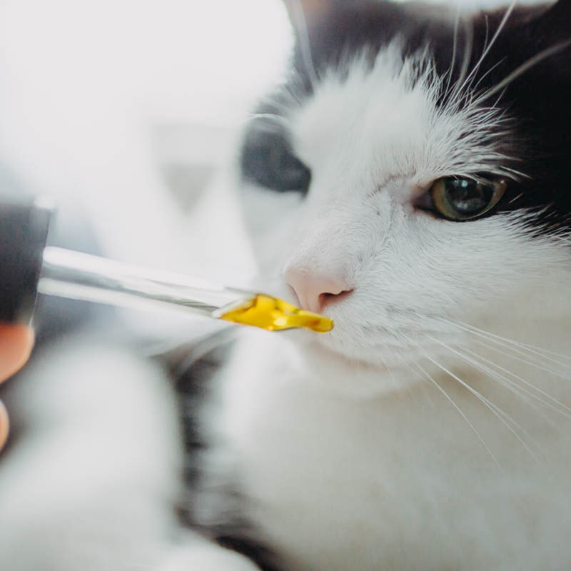 Things You Should Know About CBD Oil For Pets