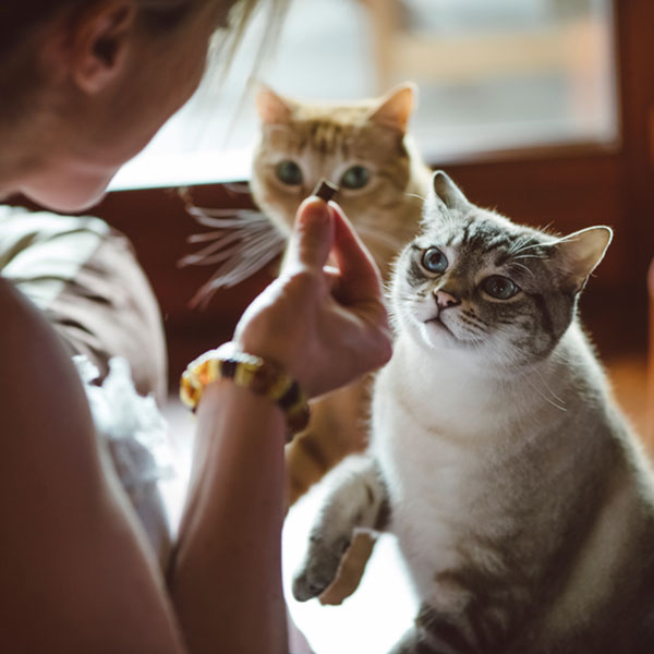 Benefits Of CBD Treats For Your Cat
