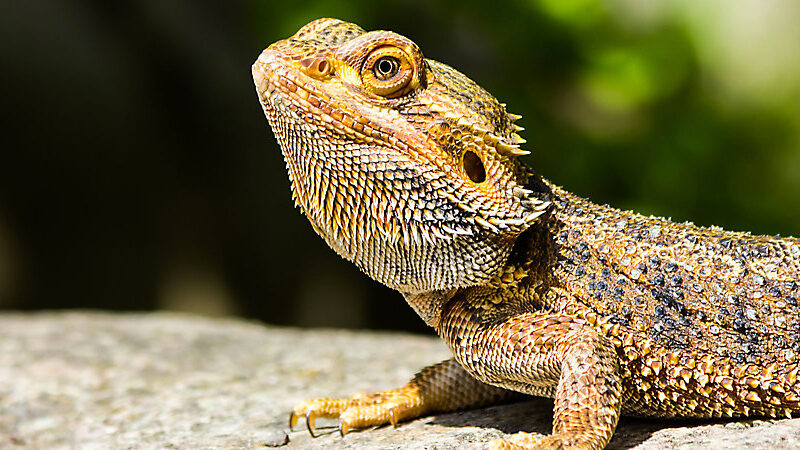 5 Tips to Care for Your Bearded Dragon
