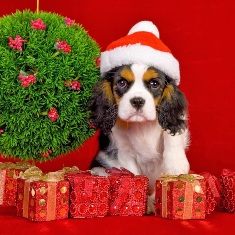 Christmas present ideas for your dog