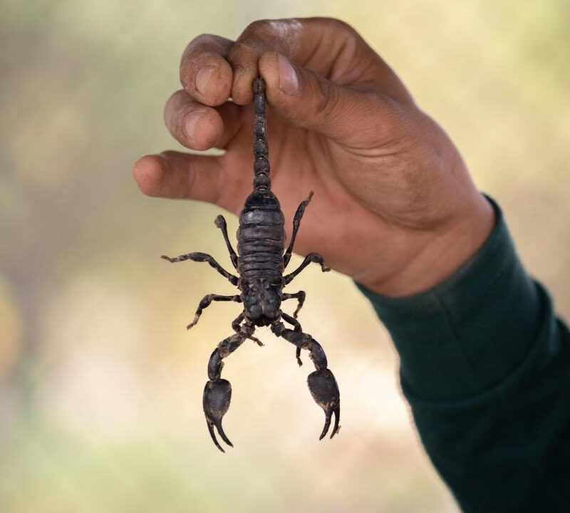 How to Keep Pests Out of Your Home