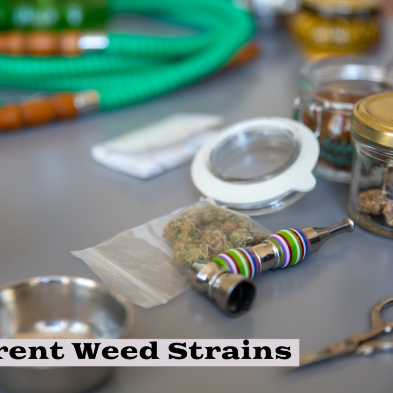 How Long Can You Store Different Weed Strains?