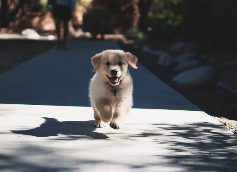5 Things You Should Do Before You Bring a New Puppy Home
