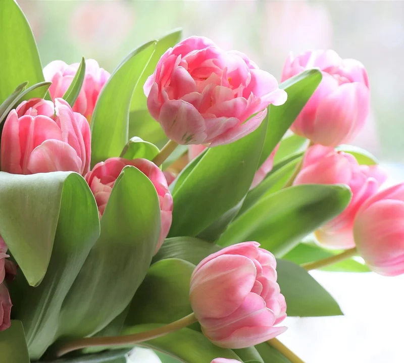 6 Favorite Flowers To Give Mom on Mother’s Day