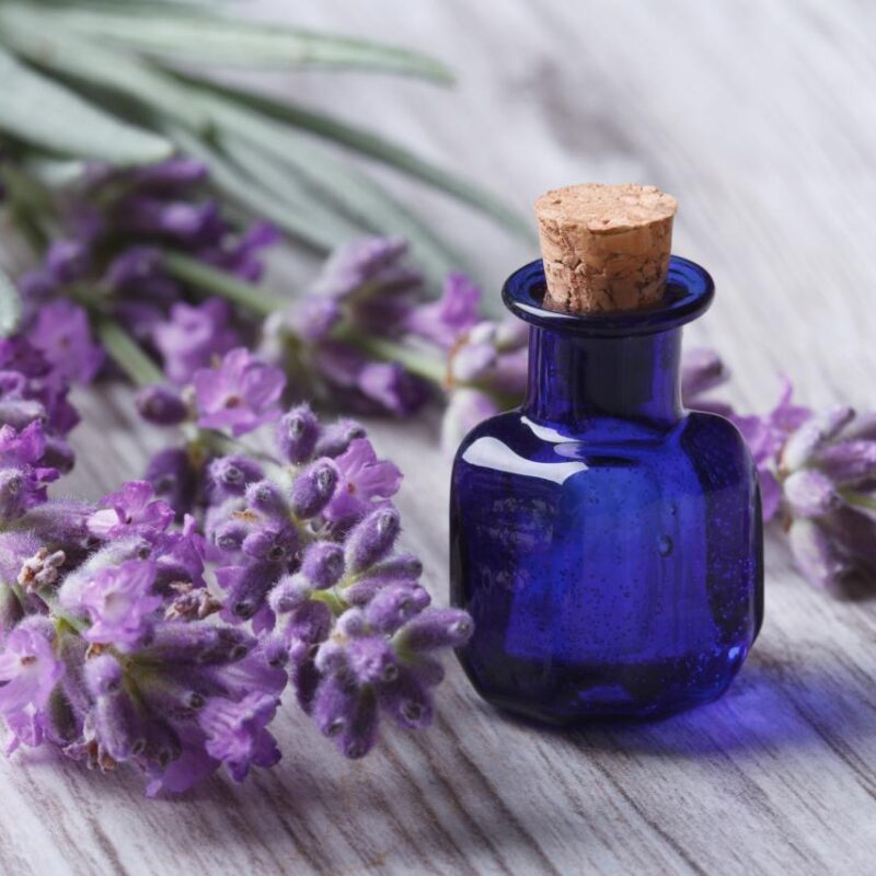 5 Reasons To Buy Organic Lavender Products for Your Baby