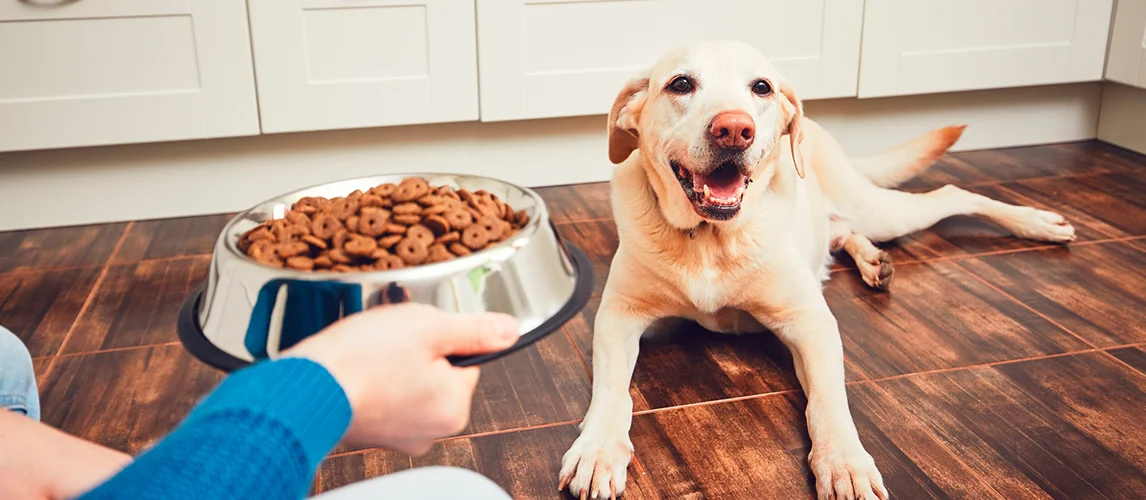 The Secret to Making Tasty Kidney-Friendly Dog Food