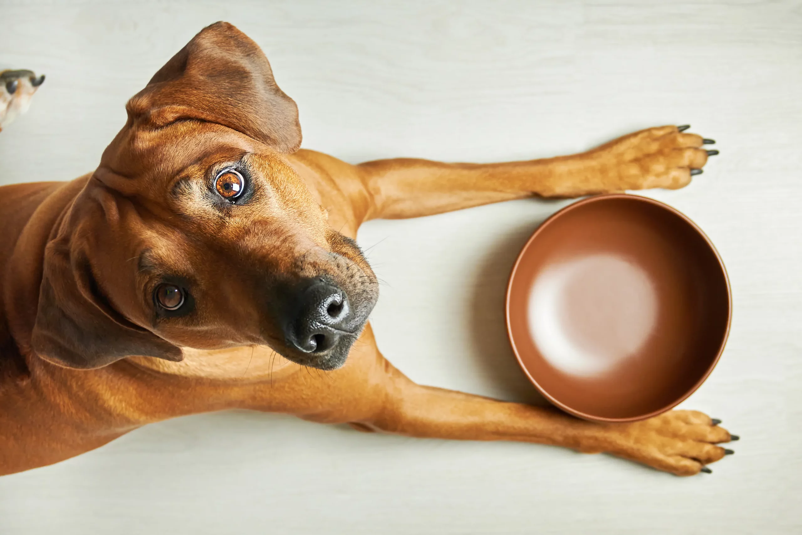 How to Know If Your Dog Has a Food Allergy and How to Help Them