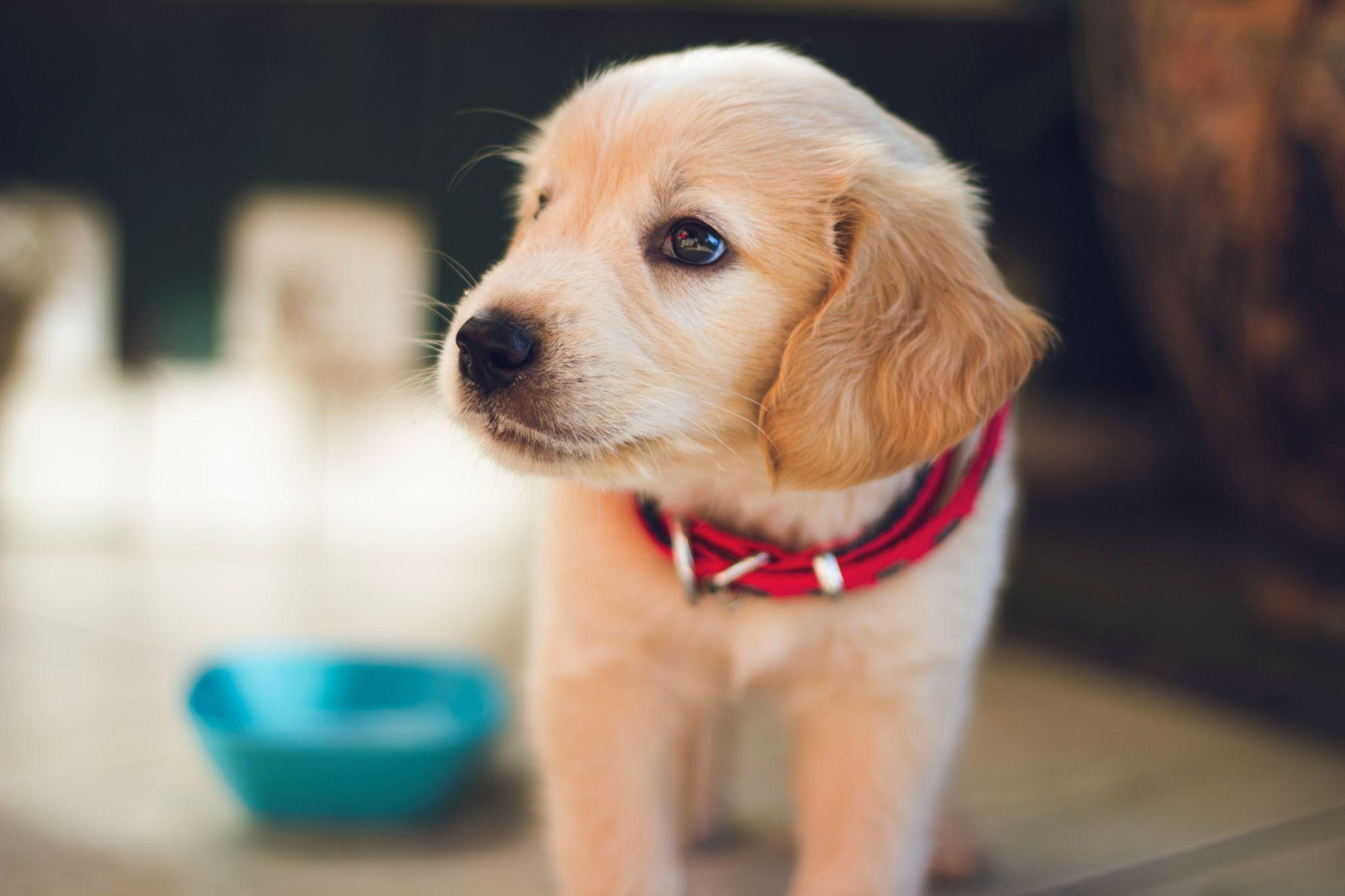 Raising a Puppy: Getting Started, The Best Trainers Near Me, and More